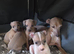 Italian greyhound puppy for sale
