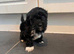 5 beautiful shihpoo puppies