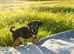 Jack Russell pup for sale