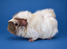 Dalmatian Aby Guinea Pig Sow