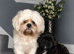 Shih tzu puppies. 8 weeks old