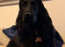 Sprocker