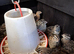 Japanese courtnix jumbo quails