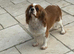 Cavalier spaniel
