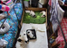 Cocker Spaniel puppys for sale 2 black and white boys 2 black and white girls
