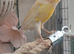 Various quality canaries