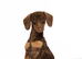 Experienced Choc & Tan Mini - KC Reg & DNA CLEAR