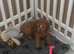 Red toy poodle microchipped vet checked vaccinated
