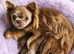 4, Tiny Stunningly Beautiful Chihuahua Boys