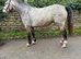 Beautiful rising 3 ye old full registered Connemara mare