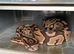 Ball pythons