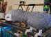 African grey parrot