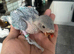 Indian Ringneck babies