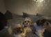 Shih Tzu imperial puppies