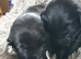 Stunning labrador pups