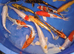 koi carp 3 inch to 18 inch