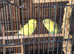 2 baby budgies