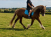 Super cob