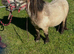 Miniature mare