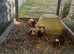 Baby male guinea pigs