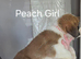 2 Female Saint Bernard Puppies