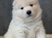 Gorgeous Samoyed babies
