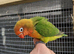 Hand reared lovebird