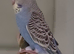 Lovely budgie quite tame getting better every day