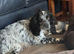 Chocolate cocker spaniels