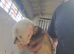 2 Jill ferrets for sale