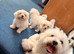 Bichon maltese