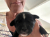 Small mixed breed puppies