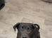 2 cane Corsos for rehoming