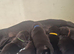 Beautiful borador puppies