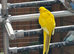 Young Kakarikis