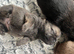 Beautiful Pomchi Puppies (Pomeranian x Chihuahua)