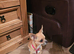 APPLE HEAD CHIHUAHUA BOY.