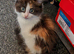 2 Kittens for Sale 1 Boy and one Tortoiseshell Girl
