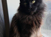 Expecting kittens any time Maine Coon /Scottish fold/point mix kittens ready on the 10th of May We have 5 adorable kittens looking for loving homes.