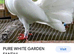 Garden fantail