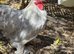 Pekin Bantam Rooster