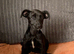 Sad sale of tiny our beautiful little jackrussel cross Yorkie