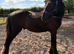 Welsh D X shire / cob mix