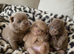 Amazing lilac girls russian line pomeranians