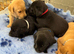 **9 STUNNING KC REGISTERED LABRADOR PUPPIES\!**