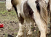 Silver dapple & white yearling to make 13.2hh