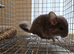 Violet male chinchilla