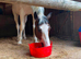 Companion skewbald sweet gelding