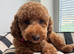 Toy poodle