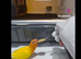 Hand Tame Lovebird various Mutations & Colors
